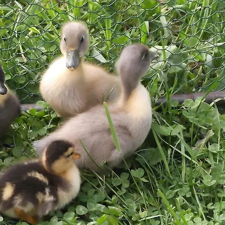 Koliba Holica 3* Наместово