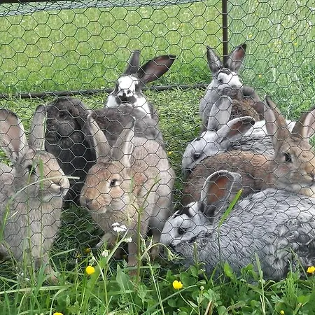 Koliba Holica Наместово